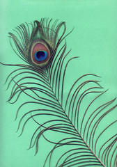 Obraz premium Перо павлина крупным планом на зелёном фоне 