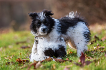 two Elo puppies scuffle on the meadow