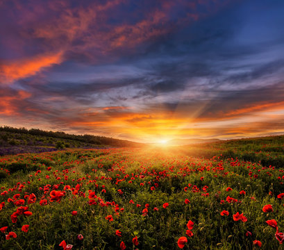 majestic landscape, colorful sky over the poppy field, af wonderful sunset. soft selective focus. creative image.