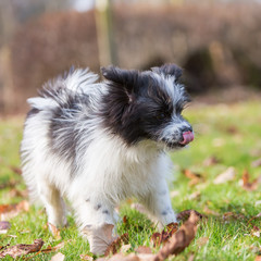 Elo puppy walking on the meadow