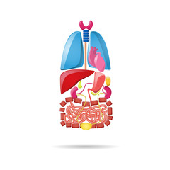 Cartoon bright internal organs set on the white background. Lungs, heart, kidneys, liver, intestines, bladder, pancreas and gall bladder.