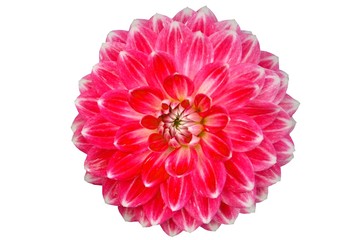 Close-up of single blooming red dahlia flower isolated on white background