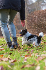 Obraz premium person plays with an Elo puppy outdoors