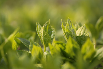 Young green leaves over the blue sky as natural background
