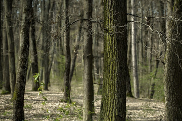 Obraz premium Beautiful trees in the forest or wood as natural background