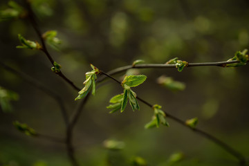 Young spring leaves