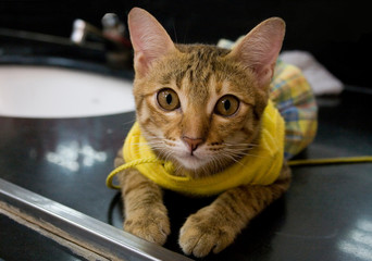 nquisitive kitten wearing a cute little yellow dress on a dark background