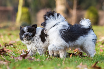 Obraz premium two Elo puppies scuffle outdoors