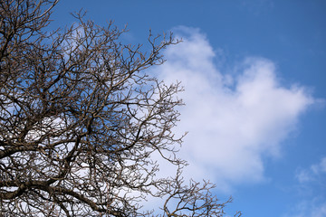 Tree branches over the sky