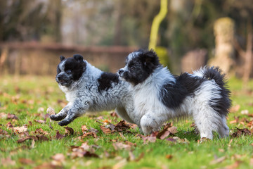 two Elo puppies scuffle outdoors