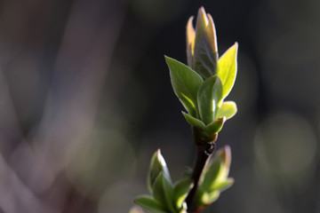 Young spring leaves on blurred natural background