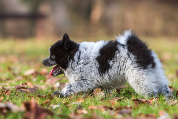 Elo puppy walking on the meadow