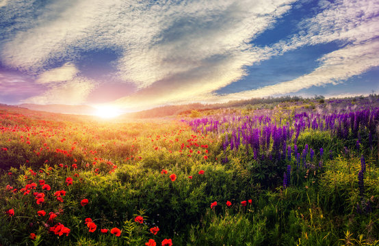 majestic sunset over the poppy field.  colorful clouds in the sky. gloving in sunlight. beauty in the world. used as bacground