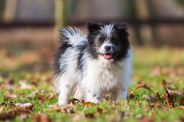 Obraz premium portrait of an Elo puppy