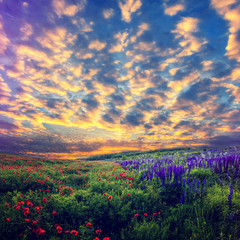 Fototapeta na wymiar majestic sunset. Fantastic evening with flowering hills. poppies in the warm sunlight in the twilight. dramatic sky glowing in sunlight. instagram filter wonderful blooming field.