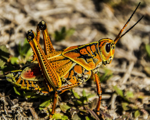 Yellow Cricket