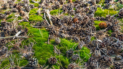 Moss, twigs and small pine cones on the forest floor