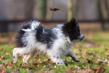 Elo puppy walking on the meadow