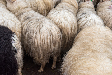 Schafe stehen zusammen von hinten