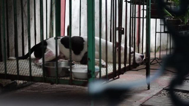 Abused dog in a rusty cage. Animal abuse, stock video clip