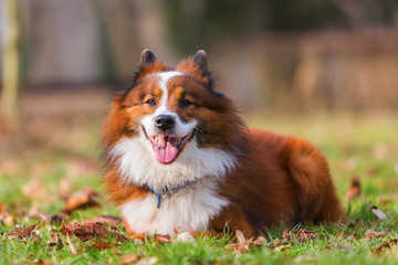 portrait of an Elo dog