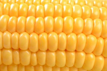 Corn close up
