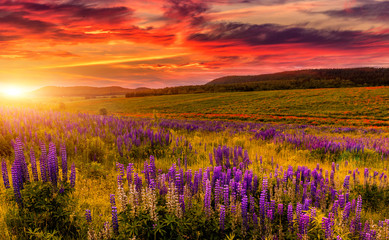 Fototapeta na wymiar wonderful nature landscape. dramati sky with clouds gloving in sunkight. over the blossoming lupine flowers in the meadow. picturesque amazing view.