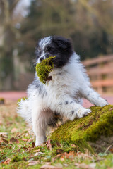 Elo puppy having moss in the snout