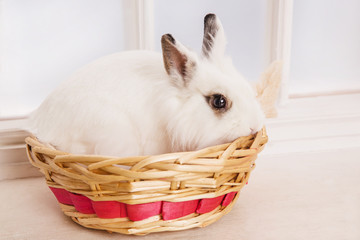 Fluffy white foxy rabbit in basket on white Happy Easter