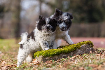 two Elo puppies scuffle outdoors