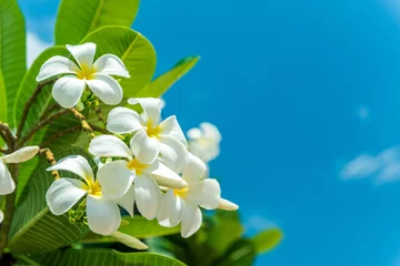 Photo sur Plexiglas Frangipanier Plumeria blanc avec fond de ciel bleu