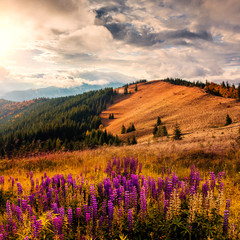 Wonderful mountain landscape with blue and pink lupine flowers. majestic overcast clouds in the sky. Beautiful natural landscape in the summertime. picturesque dramatic scene.