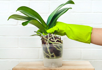 Orchid phalaenopsis planting, soil, root and moss on wooden background