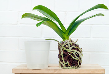 Orchid phalaenopsis planting, soil, root and moss on wooden background