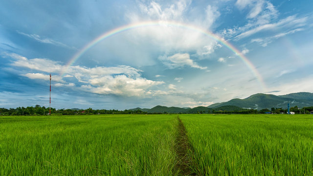 rainbow over rice field