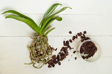 Orchid phalaenopsis planting, soil, root and moss on wooden background