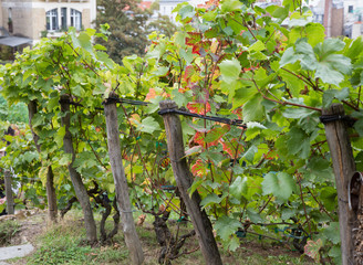Close up of vineyard on Montmartre hill, Paris, France.