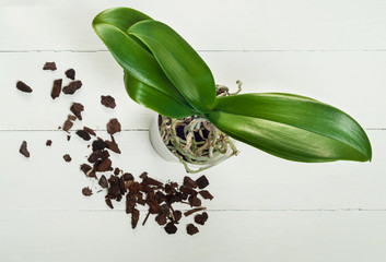 Orchid phalaenopsis planting, soil, root and moss on wooden background