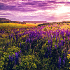Fototapeta premium wonderful sunset. lupine flower in meadow in summertime. retro vintage stule. instagram filter.