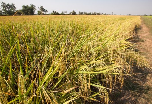 Beautiful golden rice fields in Thailand.