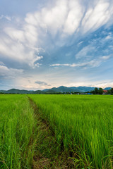 beautiful clouds with  rice field