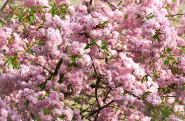 Spring blooming pink flowers on tree, nature background