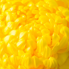 Petals of yellow winter rose, chrysanthemum, close up, square