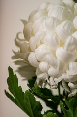 Petals of white winter rose on a white background, chrysanthemum, close up, vertical
