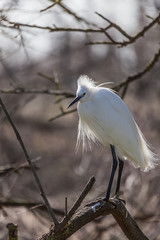 Aigrette