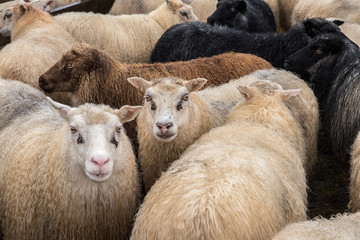 bunte Schafe beieinander