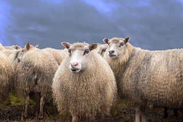 aufmerksame Schafe stehend vor blaugrauem Himmel