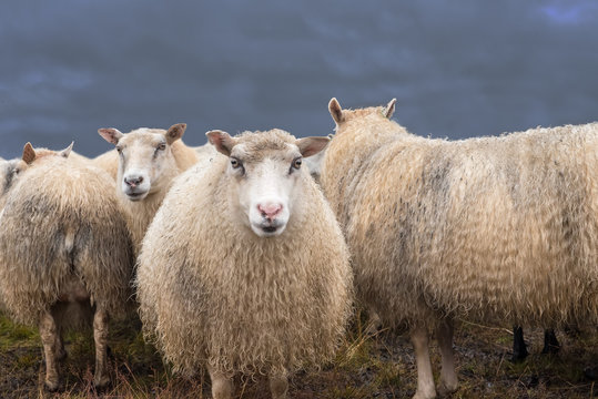 neugierig schauende Schafe