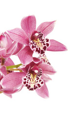 a beautiful macro closeup of a purple pink with red lip Cymbidium orchid flower branch isolated on white with space for text