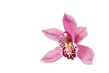 Fototapeta na wymiar a beautiful macro closeup of a purple pink with red lip Cymbidium orchid flower isolated on white with space for text